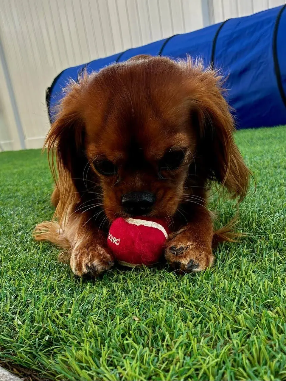 Dog Daycare in Henderson