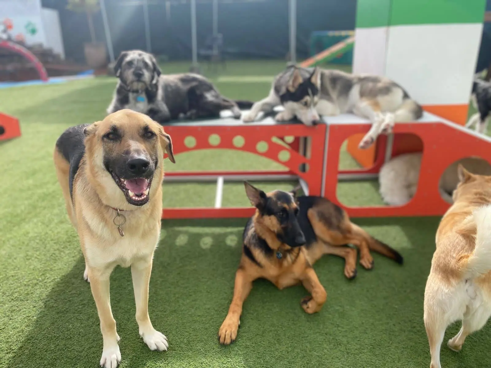 BratPak Livermore dog care location